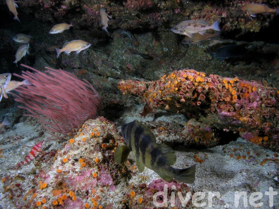 It's beautiful diving