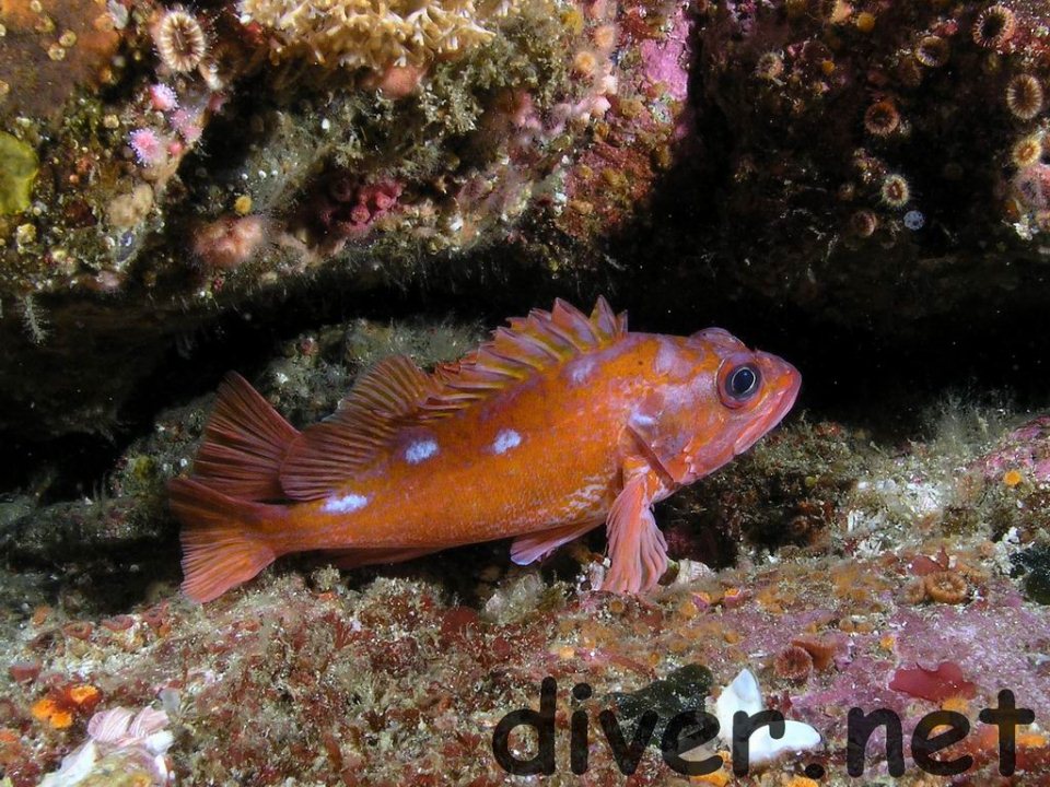 There are lots of fish