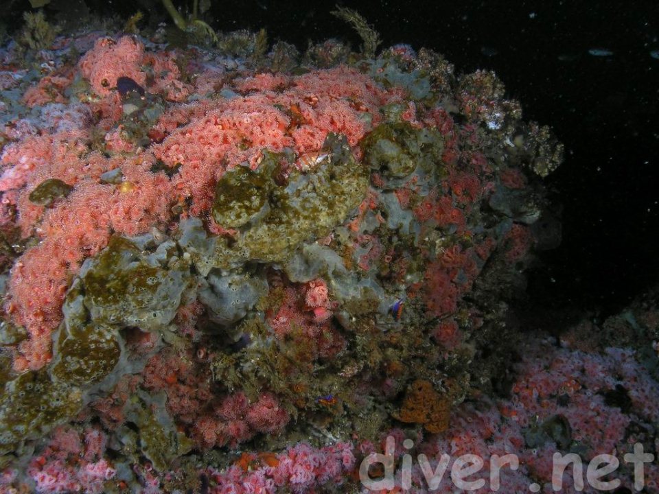 Strawberry Anemones and Grey Sponges