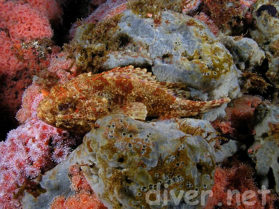 Sculpin. It's beautiful diving.