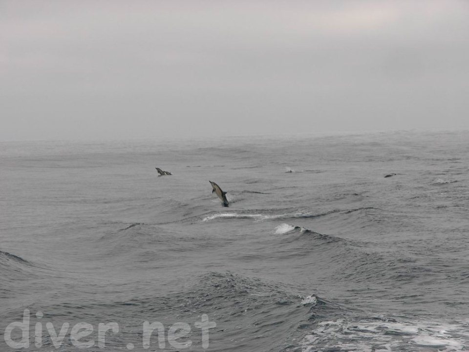 Porpoises in a seriously open ocean