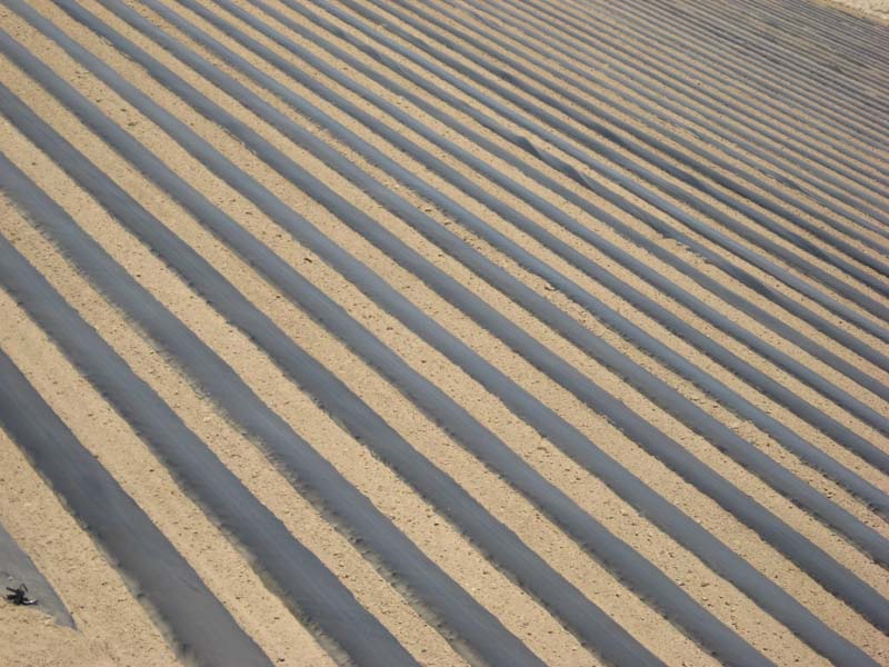 Light brown, it needs water for life