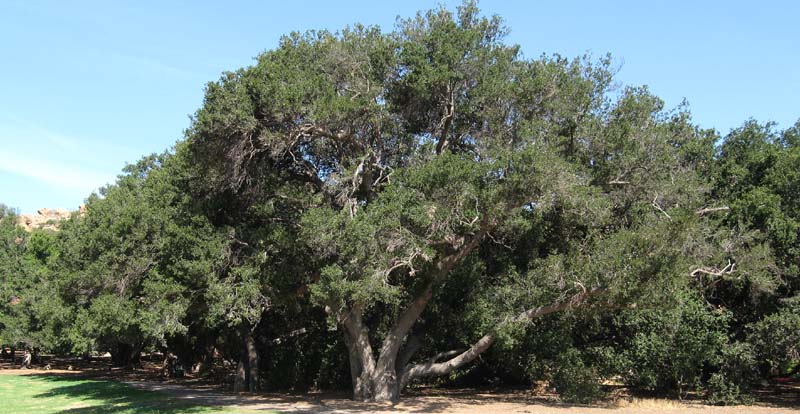 Beautiful Majestic  Oak