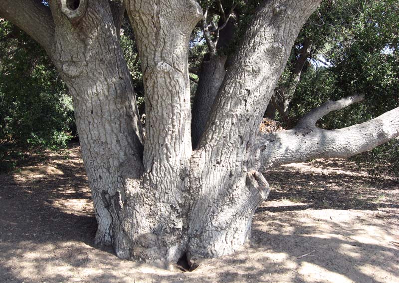 Hard, tough, enduring Oak
