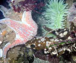 Dermesteria and Anemone