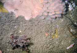 Lightbulb Tunicates and Nudi