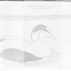 Common_eider_king_eider_sq_64
