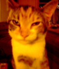 Kitty