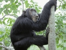 Chimp_face_poster