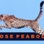 Those_peabodys_sq_64