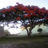 South Padre - Single