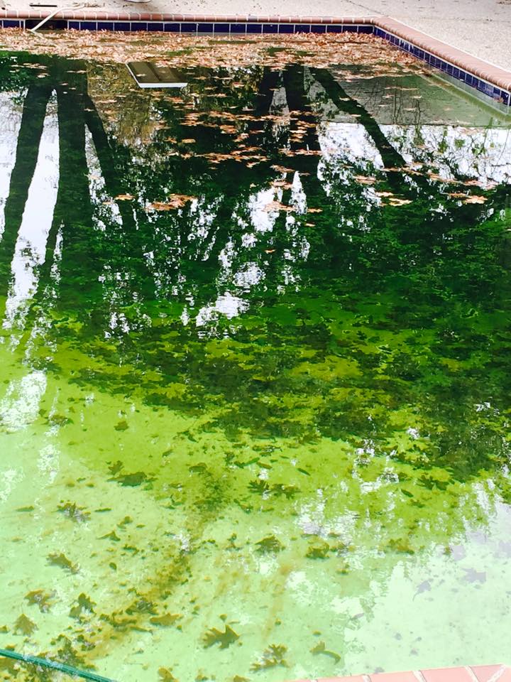 We Can Help Keep Your Swimming Pool Clean