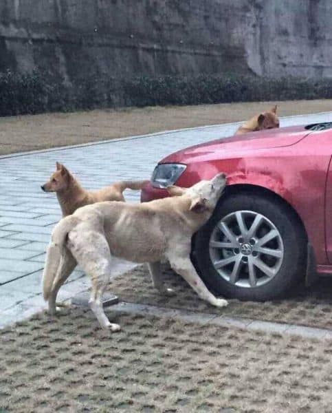 Awesome Karma Sauce! Guy kicks Dog. Dog and its Pack Attack his Car!