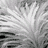 Iconimg 214882