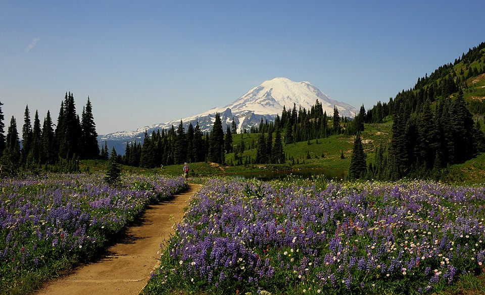 Mt Rainier's Wild Flower Walks 1889 Magazine
