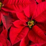 La Flor de Nochebuena