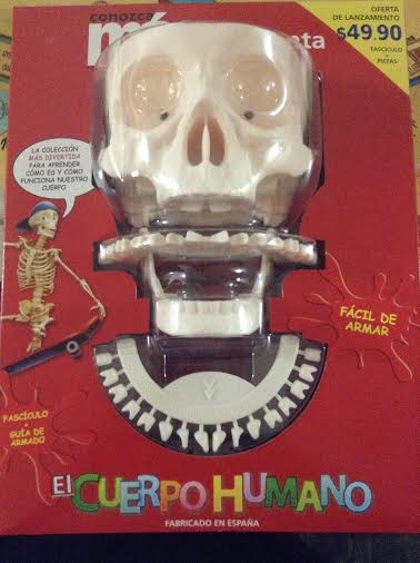 craneo del cuerpo humano revista conozca mas
