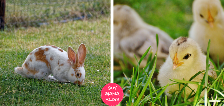 Conejos y pollitos no son regalos de Pascuas