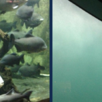 Acuario de Veracruz con niños