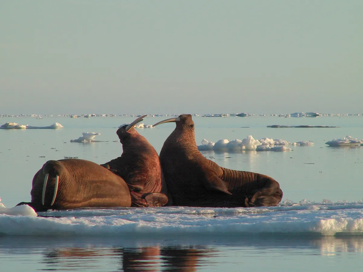 Walrus on Wrangel Island, Russia. The island is a UNESCO world heritage site which Greenpeace claims is under threat from Arctic oil activity. Russias state owned energy giant Rosneft received license blocks for oil exploration and production that overlap with the nature reserves protective zone, and since September 2014 have been sending seismic vessels into the protected area. This is a clear breach of UNESCO regulations and Russian legislation governing protected areas.