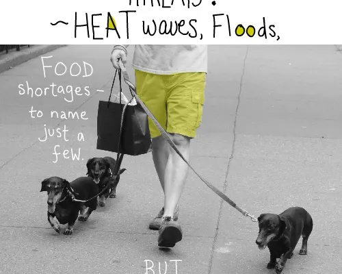 photo of 3 dogs being walked by Franke James