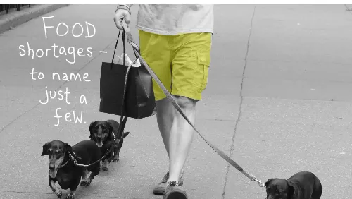photo of 3 dogs being walked by Franke James