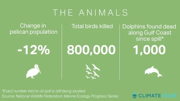 BP-cards-animals