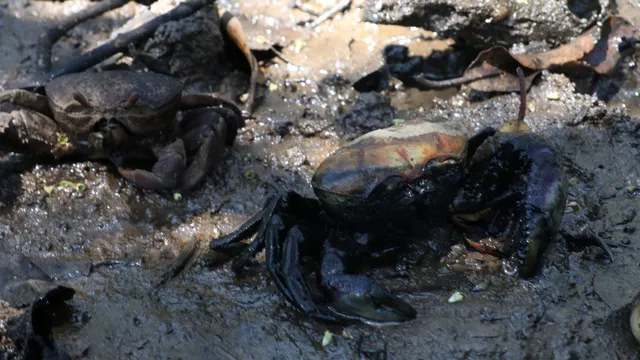 Vazamento na Baía de Guanabara