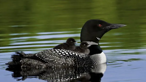 Common_Loon_RichardPick-AudubonPhotographyAward.jpg