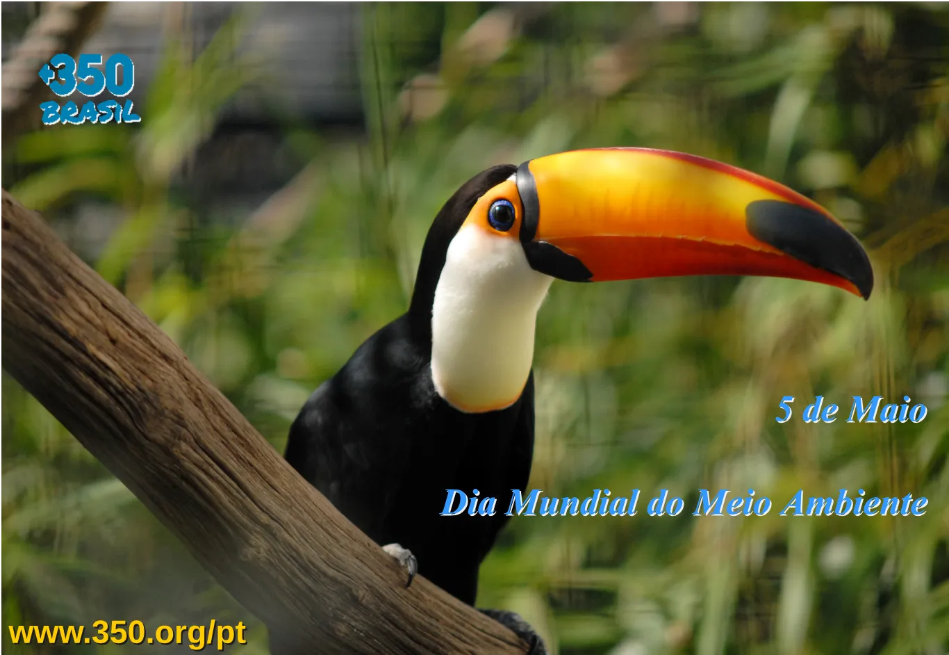 Dia Mundial do Meio Ambiente