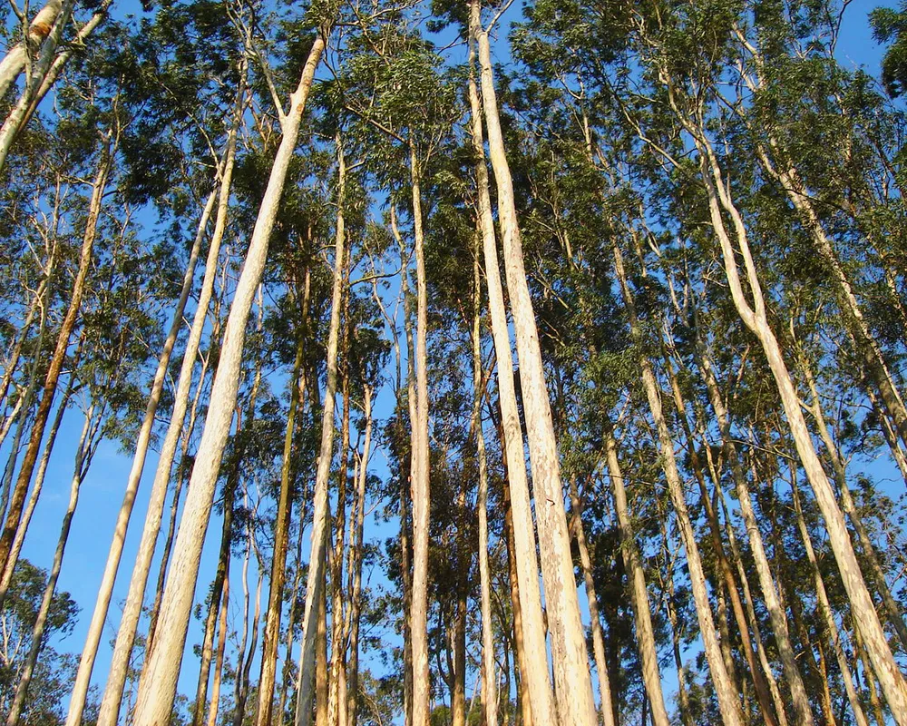 Eucalyptus_sp
