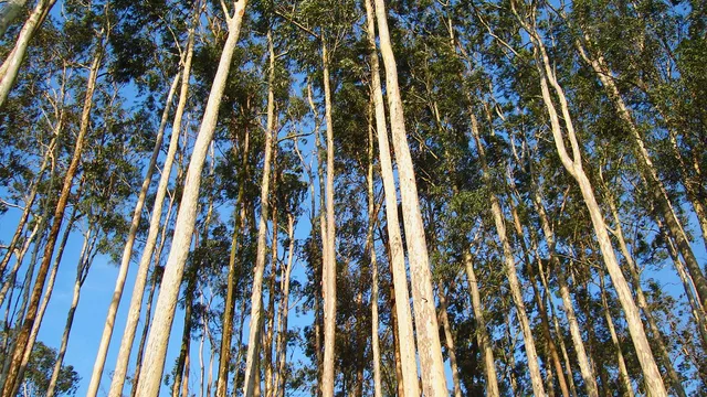 Eucalyptus_sp