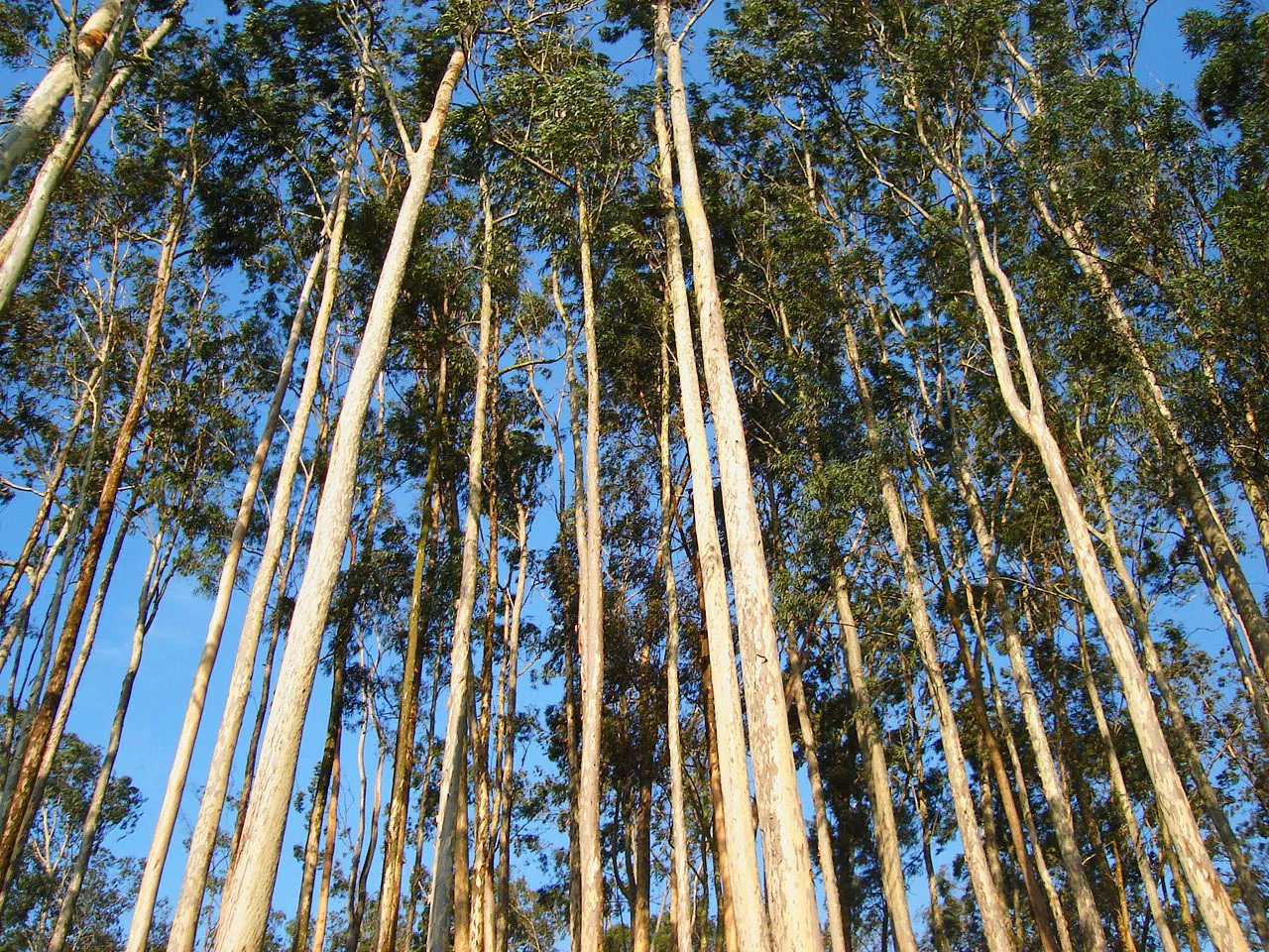 Eucalyptus_sp