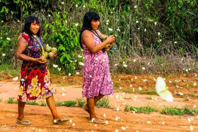 Associação Indígena Kisêdjê recebe premiação do PNUD por produção de óleo de pequi