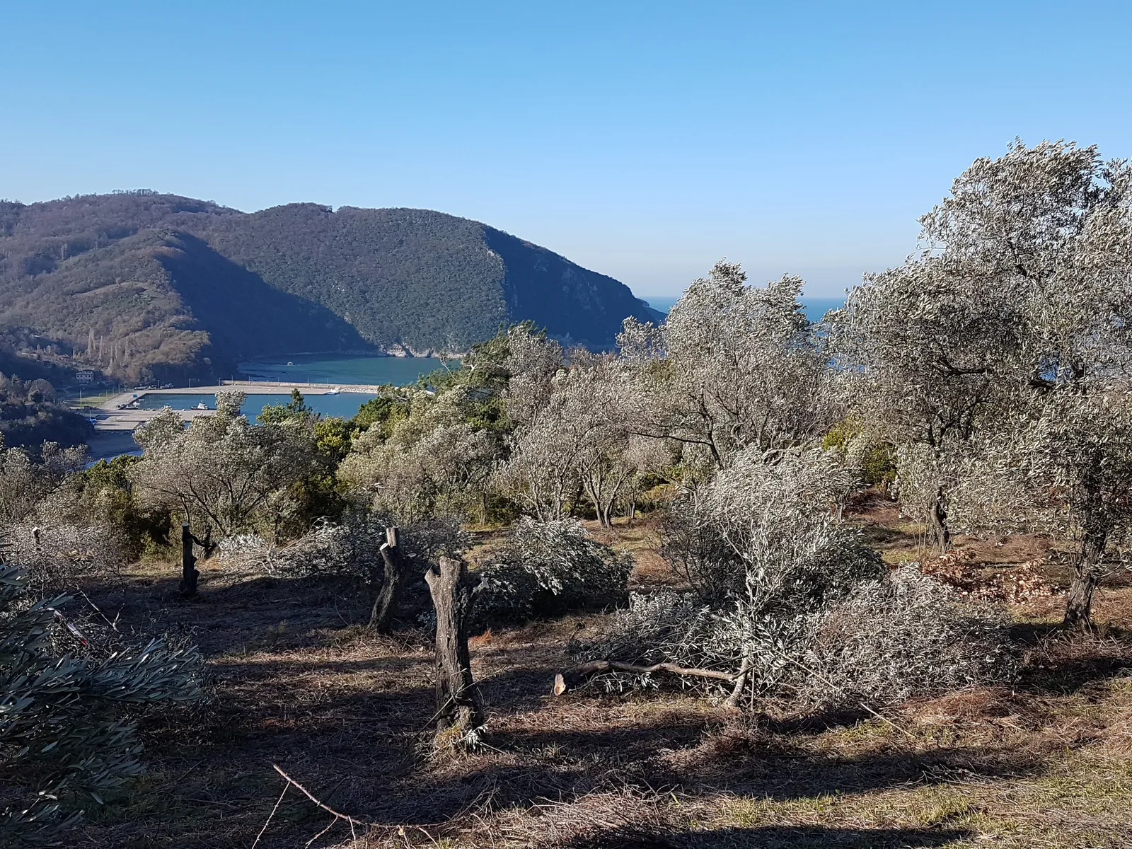 Katledilen-zeytinlik-öncesi.jpg