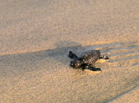 MID_205593steve-morello-marine-turtle-threat
