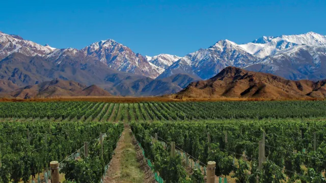 Mendoza_VivaoVinho.png