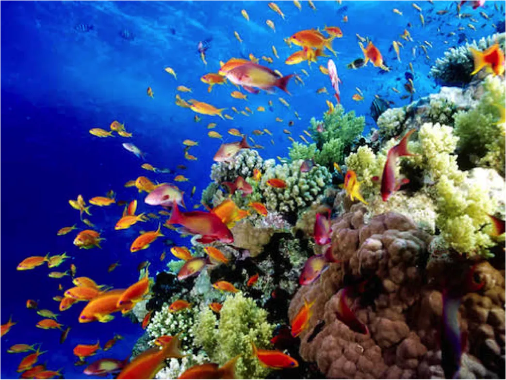 Reef photo