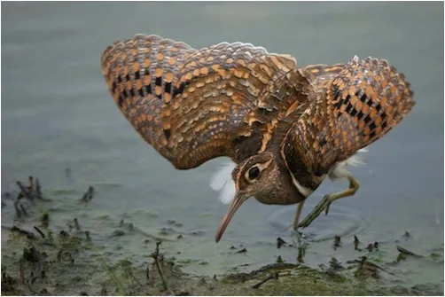 Snipe
