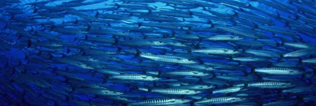 Estoque pesqueiro pode ser afetado por Aquecimento Global - relatório IPCC 2019