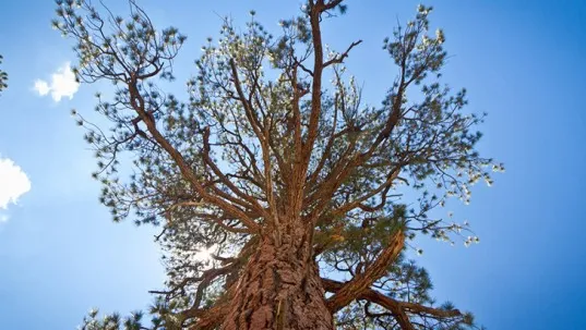 US-Forest-Service-and-Harvard-University-find-Trees-Use-Water-More-Efficiently-Climate-Change-Global-Warming-537x371.jpg