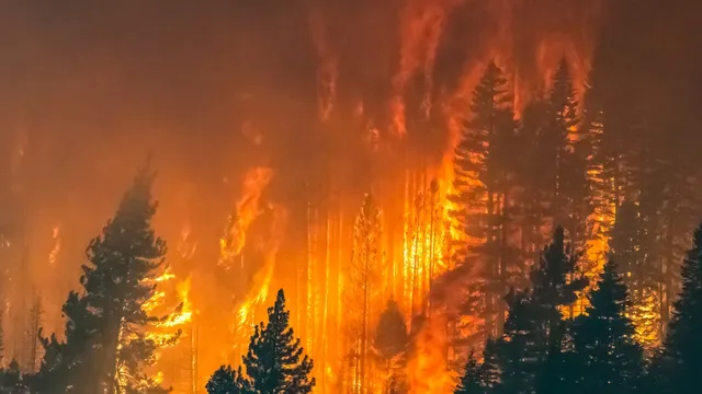 Forest Fire
