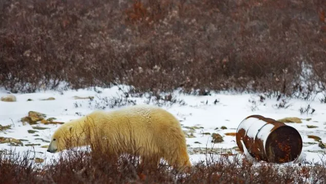 bear-and-oil-drum.png