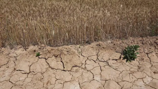 Des plants de blé poussent à côté d’un sol craquelé dans un champ du comté de Qian, touché par la sécheresse, à Xianyang, dans la province du Shaanxi, en Chine, le 29 mai 2025. (©REUTERS/Florence Lo)