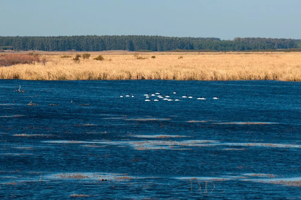 cisnes-pescoço-negro