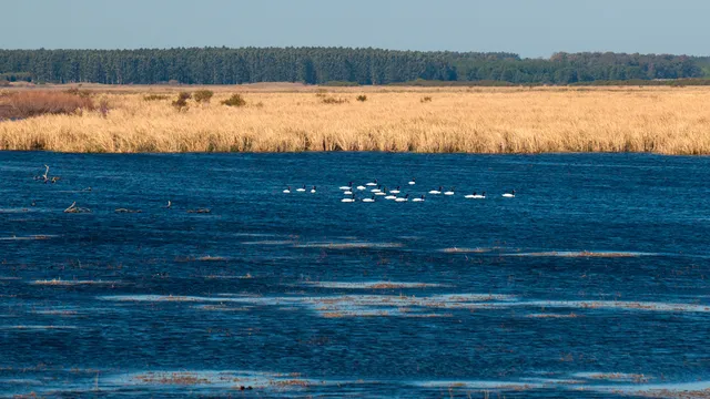 cisnes-pescoço-negro-DD.jpg