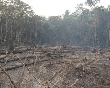 Aceleração de desmatamento da Amazônia gera o risco de savanização