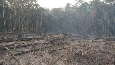 Aceleração de desmatamento da Amazônia gera o risco de savanização