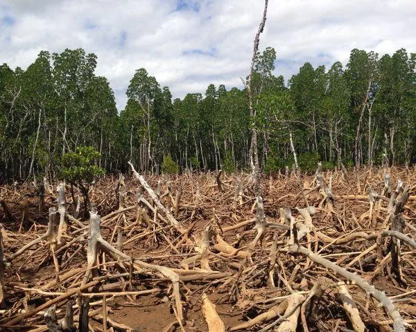 Desmatamento e os riscos para as mudanças climáticas, relatório do IPCC / ONU