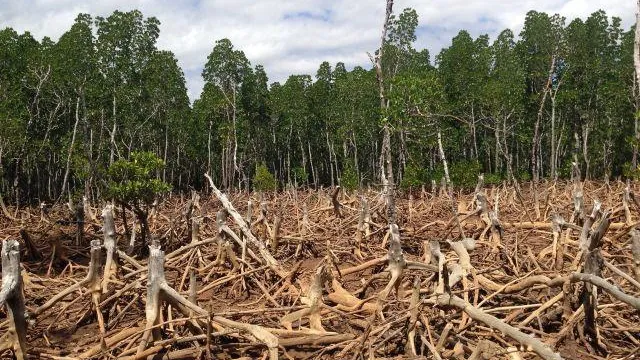Desmatamento e os riscos para as mudanças climáticas, relatório do IPCC / ONU
